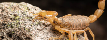 Pelo bem da sua família, não confie apenas neste 'pet': animal inusitado devora escorpiões, mas a ciência explica por que isso deixa sua casa vulnerável 