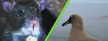 A África do Sul vai bombardear uma ilha com toneladas de veneno com um único objetivo: eliminar milhares de ratos 