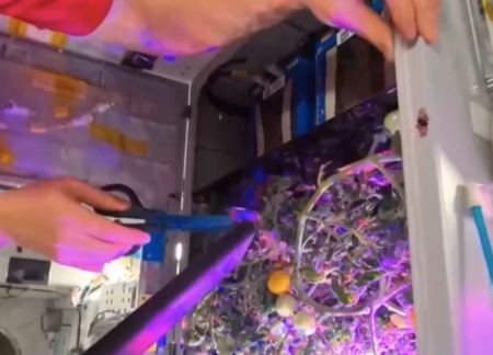 Tomatoes Chinese Space Station 2