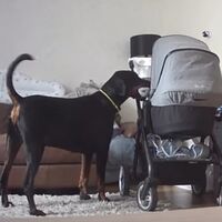 Un vídeo muestra al perro de la familia llevando al bebé de solo un mes su juguete favorito para calmarle, un gesto que enamora