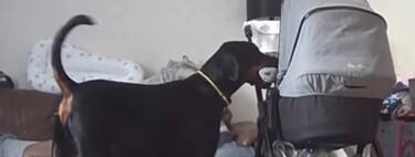 Un vídeo muestra al perro de la familia llevando al bebé de solo un mes su juguete favorito para calmarle, un gesto que enamora
