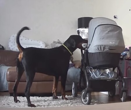 Un vídeo muestra al perro de la familia llevando al bebé de solo un mes su juguete favorito para calmarle, un gesto que enamora