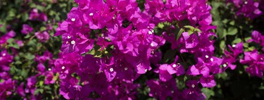 Buganvillas: los mejores trucos para que esta planta trepadora estalle en flores y transforme por completo tu jardín o terraza