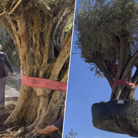 "Es extraordinario, no se hace todos los días": mueven un olivo de 500 años y 6.000 kilos para plantarlo en un jardín particular