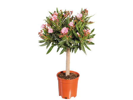 Gcp7dcf6b326712441d81ef60a61a2b64bf