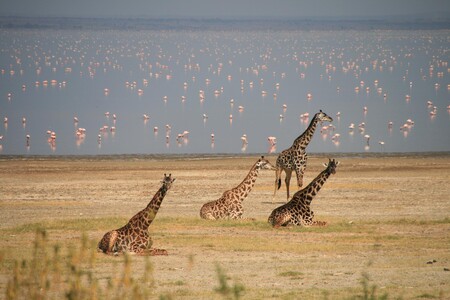 Por qué el lago Manyara cautivó a Hemingway en Tanzania