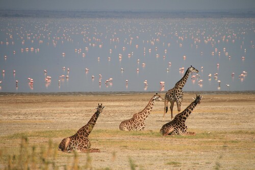 Por qué el lago Manyara cautivó a Hemingway en Tanzania