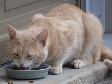Gato Esterilizado