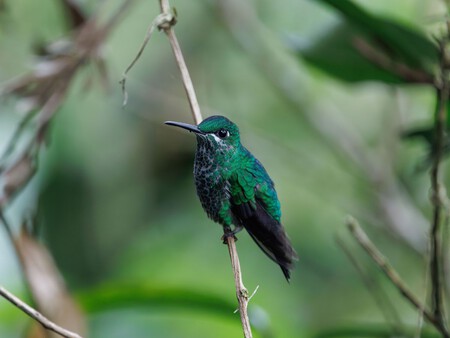 Colibri