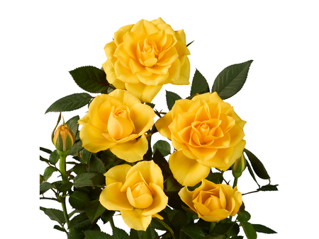 rosal