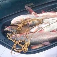 El coche eléctrico de Xiaomi tiene un "modo pesca": su maletero se convierte en nevera para que no te huela todo el interior a pescado