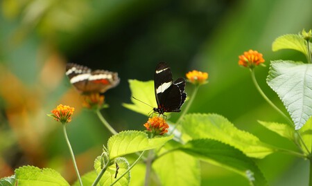 Costa Rica Anabel Palomares 36