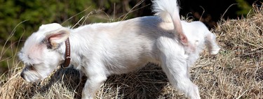 Un perro que bebe mucho no es normal. Las 12 enfermedades asociadas al síndrome de poliuria y polidipsia
