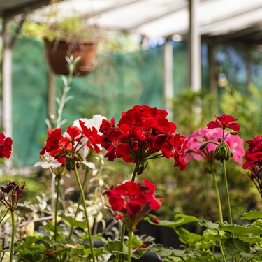 Hoy viernes 20 de marzo llega a LIDL por menos de 3 euros la planta con flor más popular, ideal para dar color a balcones y alféizares esta primavera 