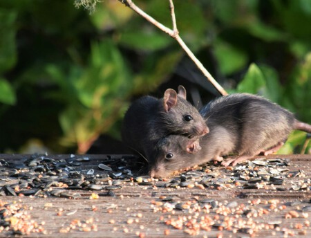ratas