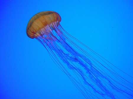 Medusas en la playa: ¿cómo protegernos y actuar?
