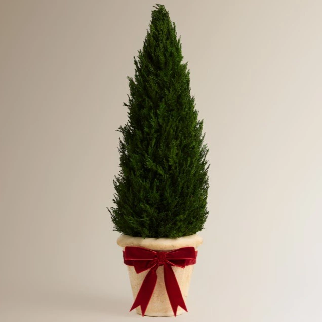 Árbol de mesa preservado Ciprés Navidad