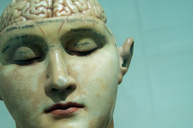 Cerebro Humano