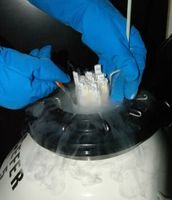 Registro Nacional de donantes de semen y óvulos