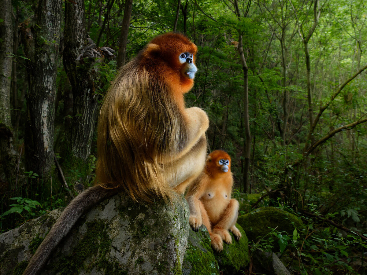 写真集 Wildlife Photographer of the Year 6冊 1200_900.jpg