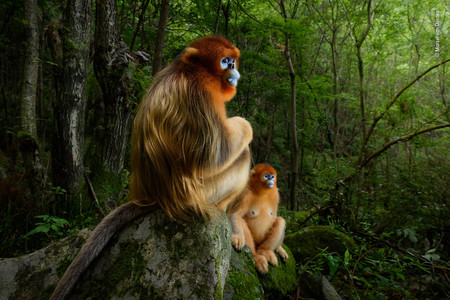 Nueve fotógrafos españoles entre los ganadores del Wildlife Photographer of the Year 2018