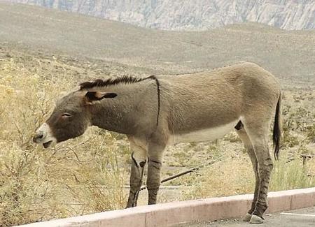 Singularidades extraordinarias de animales ordinarios (VIII): el burro
