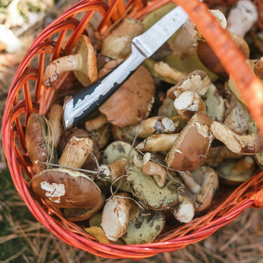 Ni cuchillo, ni cesta: las dos cosas más importantes que no debes olvidar para ir a buscar setas con seguridad 