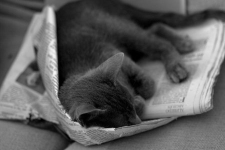 Editores de periódicos de papel contra Google News