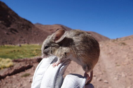 Ratoncito