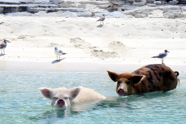 islas