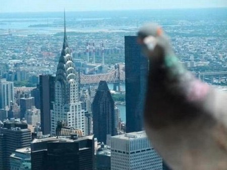 Cuando los animales se nos "cuelan" en las fotos del viaje