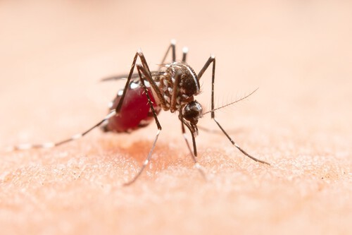 Mosquitera Lidl