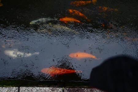 carpas koi em um canal