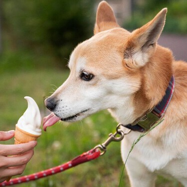 Consiente a tu perro con este helado que puedes preparar en casa: es seguro, fácil y hasta nutritivo