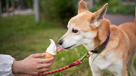 Consiente a tu perro con este helado que puedes preparar en casa: es seguro, fácil y hasta nutritivo