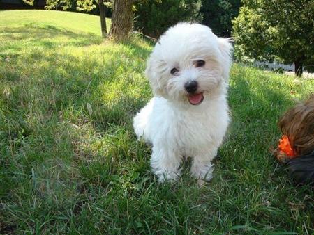 ¿Pueden los perros sentir celos?