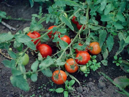 Tomates