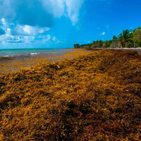 Las algas, nuevo combustible. De un problema de emergencia nacional a mover motos y salvar a todo un país 