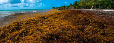Las algas, nuevo combustible. De un problema de emergencia nacional a mover motos y salvar a todo un país 