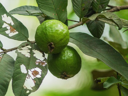 Arbol De Guayaba