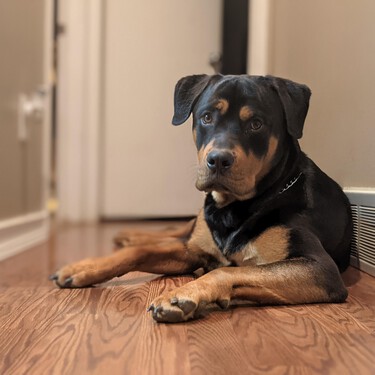 Si mi perro no es peligroso, ¿también necesito un seguro de responsabilidad civil? ¿Y los gatos? 