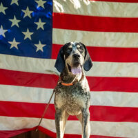 Prefeito de quatro patas? Conheça Boone, o cão que comanda uma cidade inteira nos Estados Unidos 