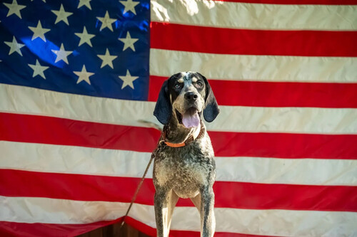 Cachorro em frente a bandeira dos Estados Unidos. Créditos:Rob Stone