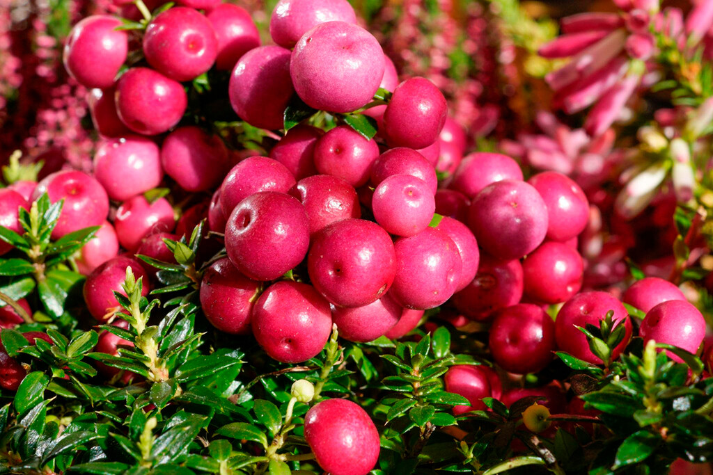 En Aldi hasta el 4 de octubre: una planta colorida, de fácil cuidado y cuyas bayas decoran incluso en otoño e invierno