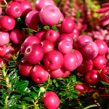 En Aldi hasta el 4 de octubre: una planta colorida, de fácil cuidado y cuyas bayas decoran incluso en otoño e invierno 