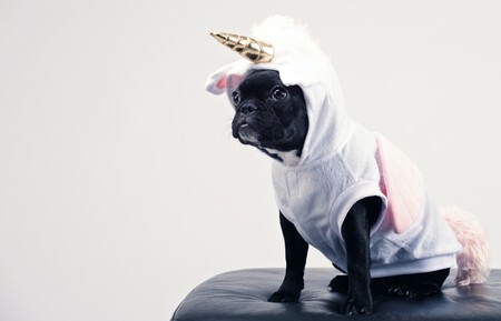 Perro disfrazado de unicornio