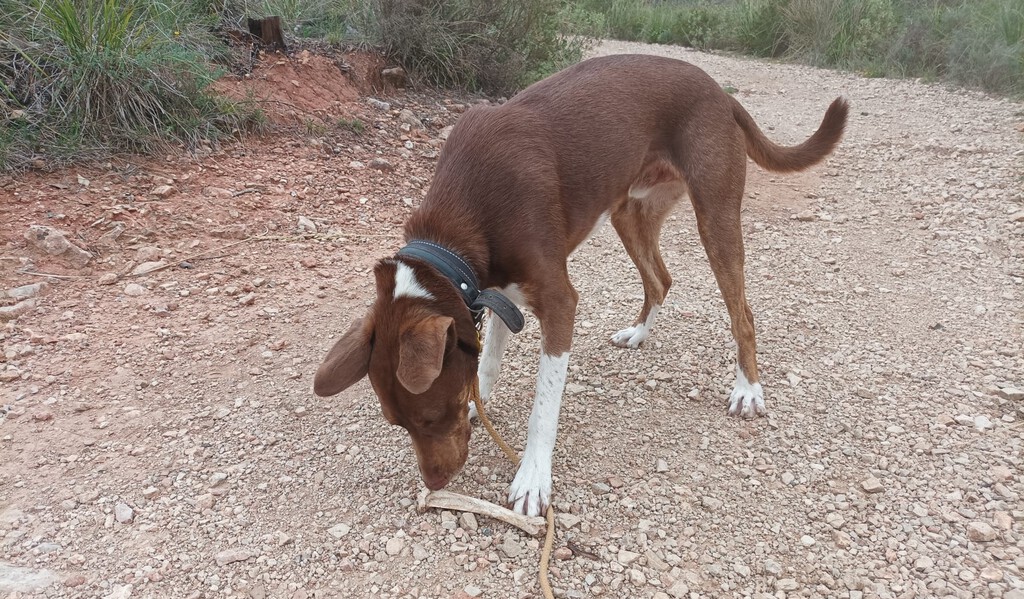Si tu perro te gruñe cuando te acercas a la comida, no vas a solucionarlo castigándole 