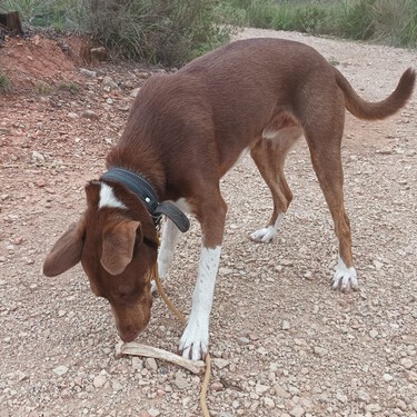 Si tu perro te gruñe cuando te acercas a la comida, no vas a solucionarlo castigándole 