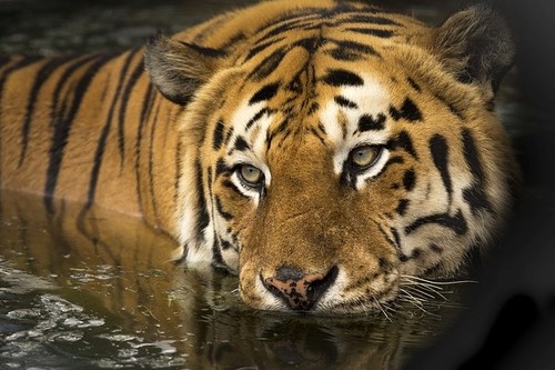 El jefe infiltrado o cómo debería ser una empresa ideal 