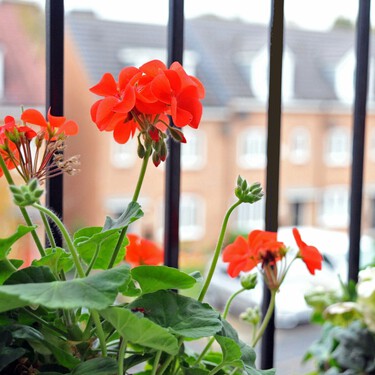 Alcampo vende la maceta ideal para llenar nuestro balcón de flores y no preocuparnos del riego por menos de 7 euros 